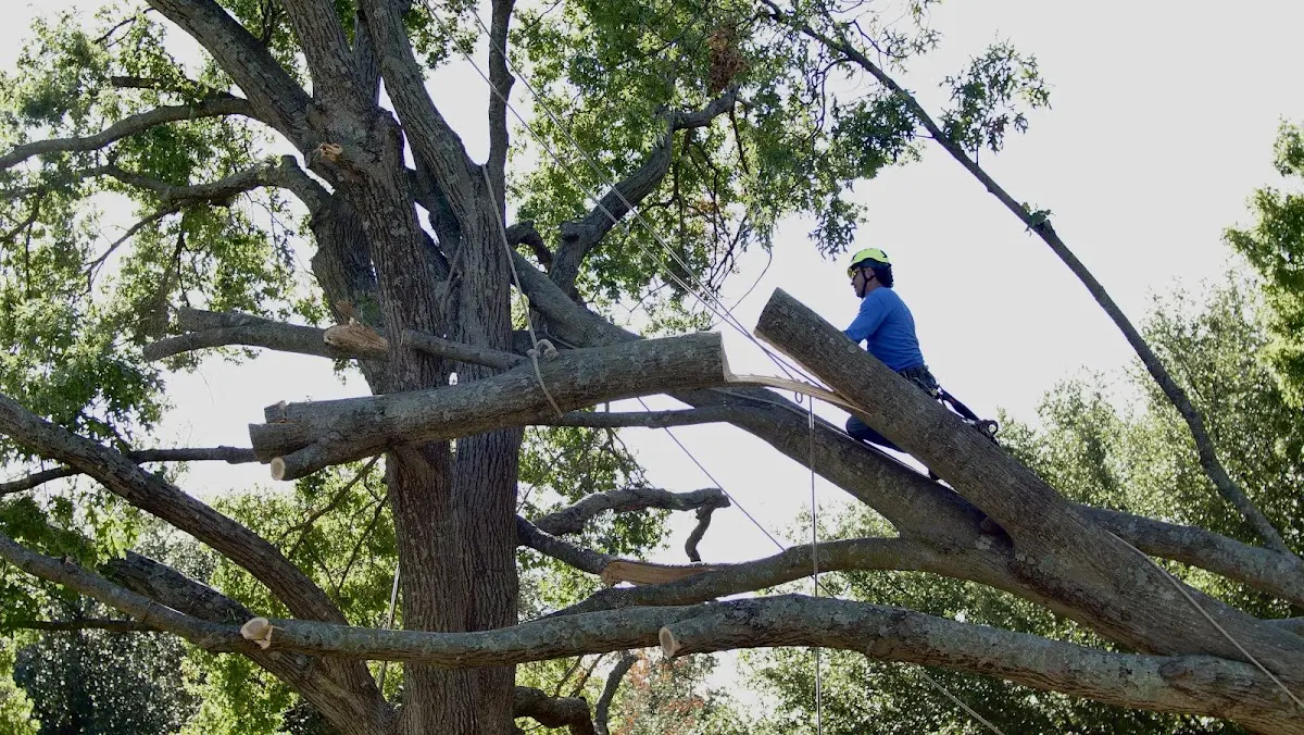 Professional Crown Thinning performed by certified arborists in Davin