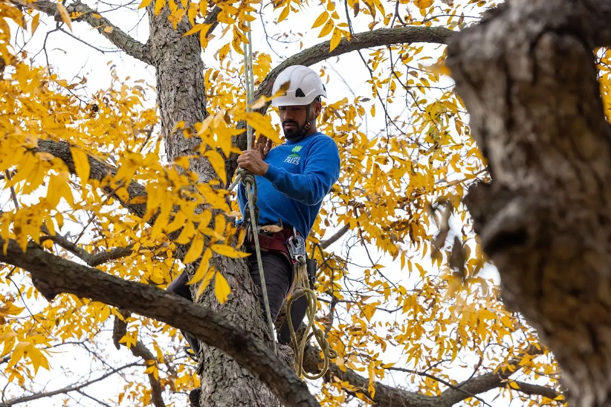 Skilled Dead Tree Removal crew working in Davin