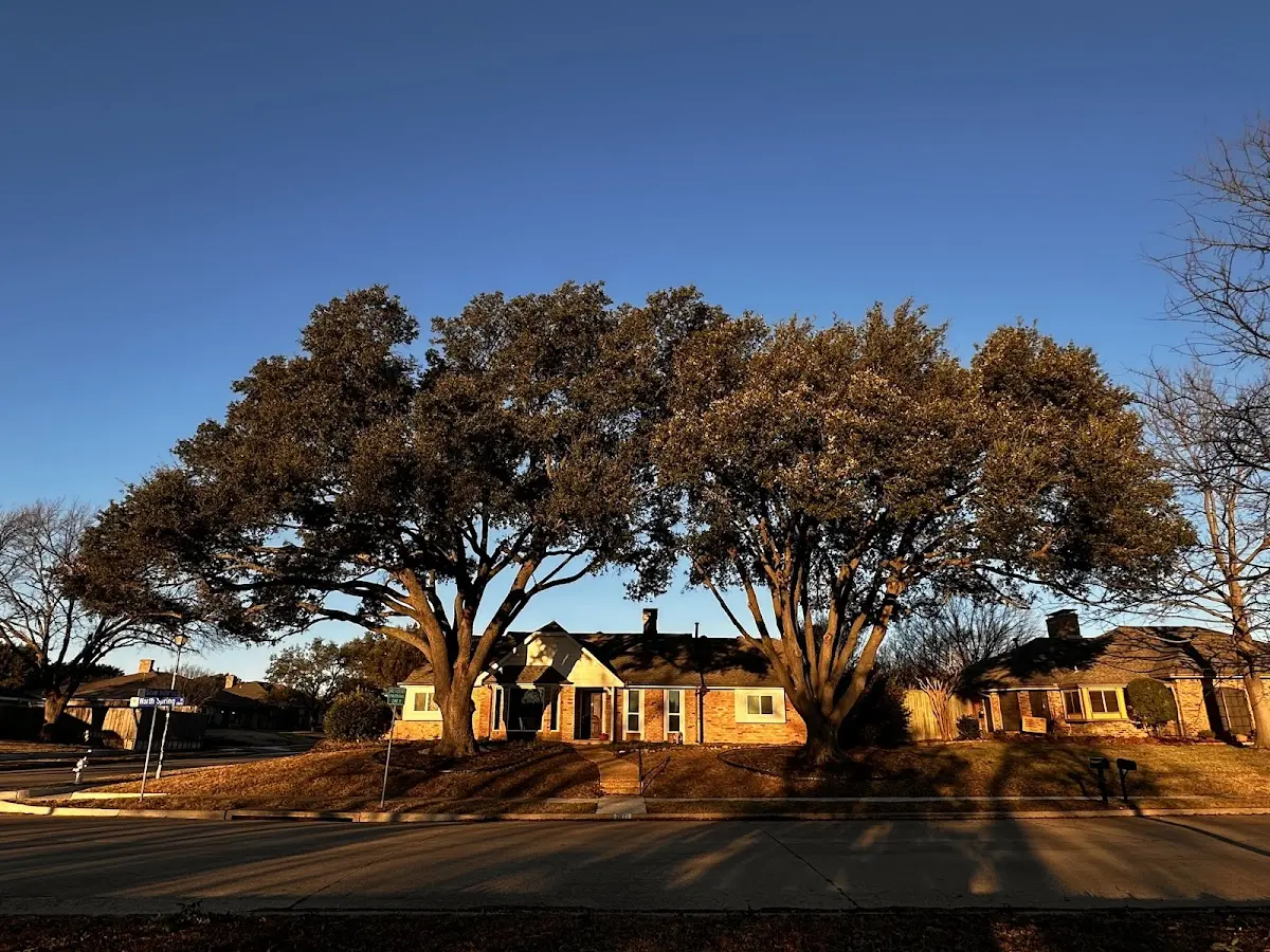 Established residential canopy tree shading a home in Davin