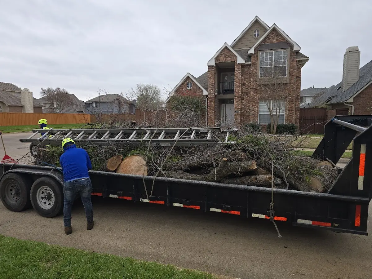Expert Tree Fertilization with proper safety equipment in Davin